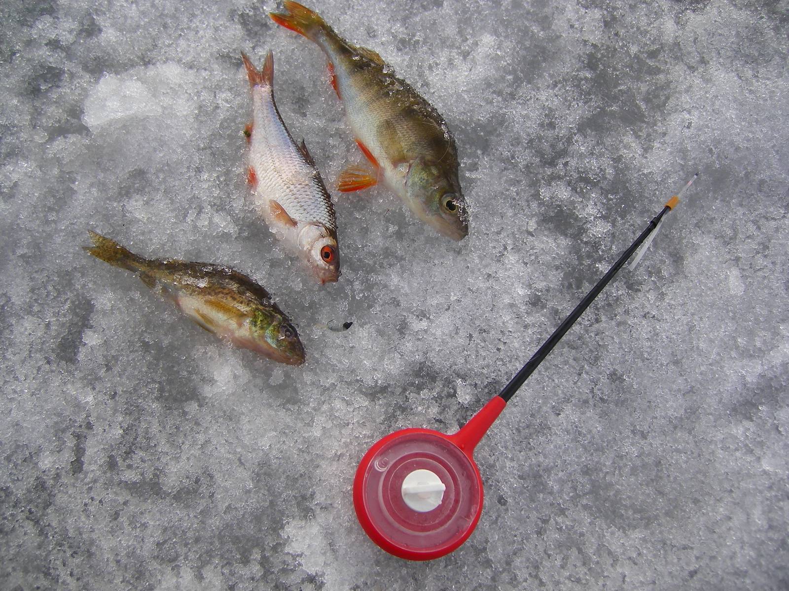 Ловля плотвы зимой - снасти, тактика рыбалки в декабре, январе, феврале