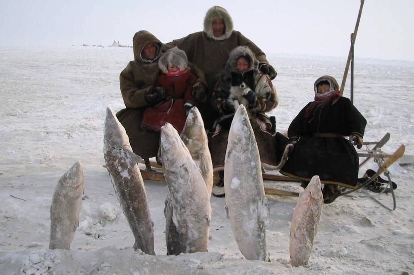 Зимняя рыбалка на ямале: особенности