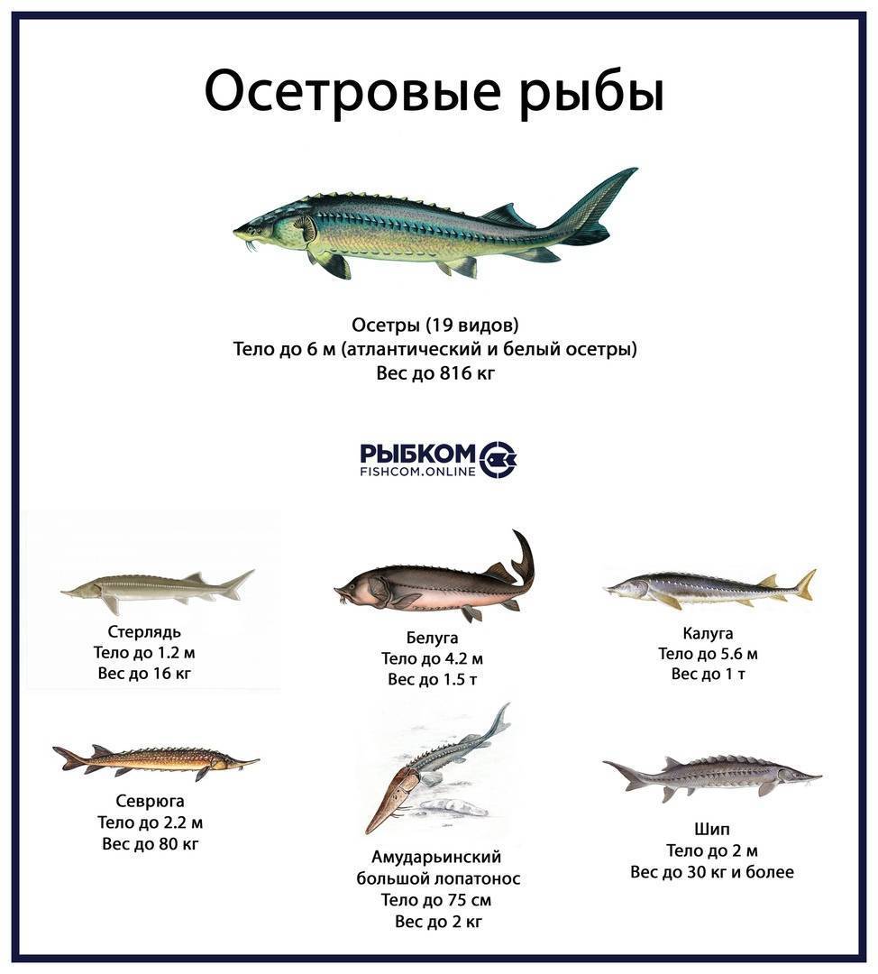 Сибирский осетр - энциклопедия рыб