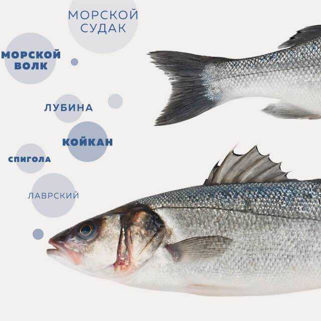 Сибас — что это за рыба и что из нее можно приготовить