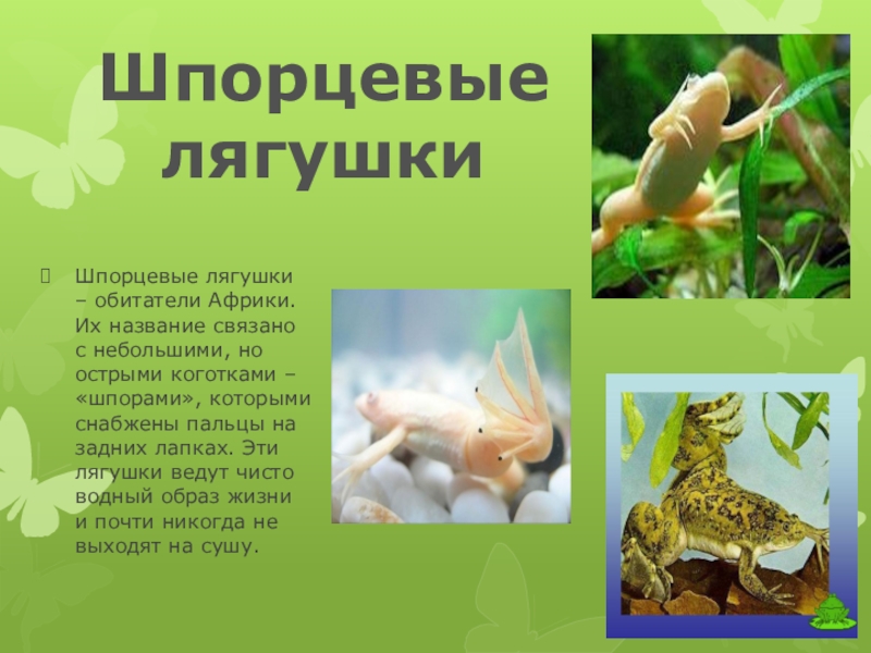 Шпорцевая лягушка в природе и домашнем аквариуме