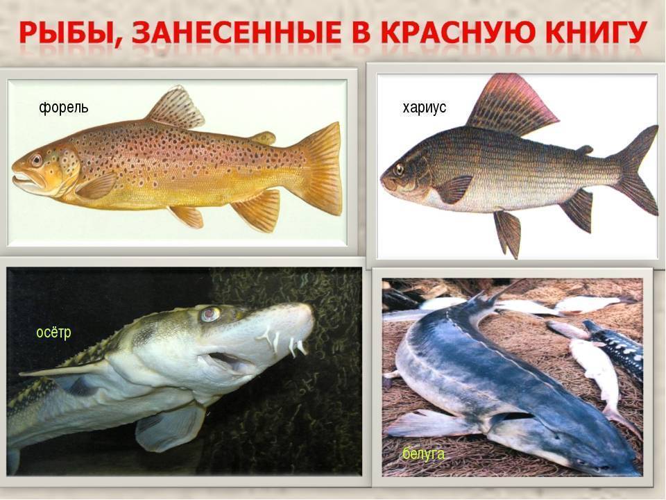 Шамайка рыба