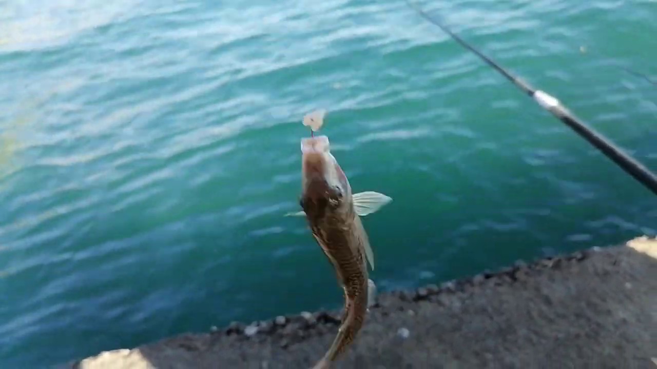 Как ловить рыбу в море