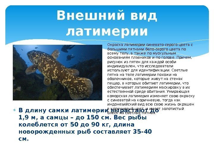 Латимерия ???? описание рыбы, особенности, виды, образ жизни