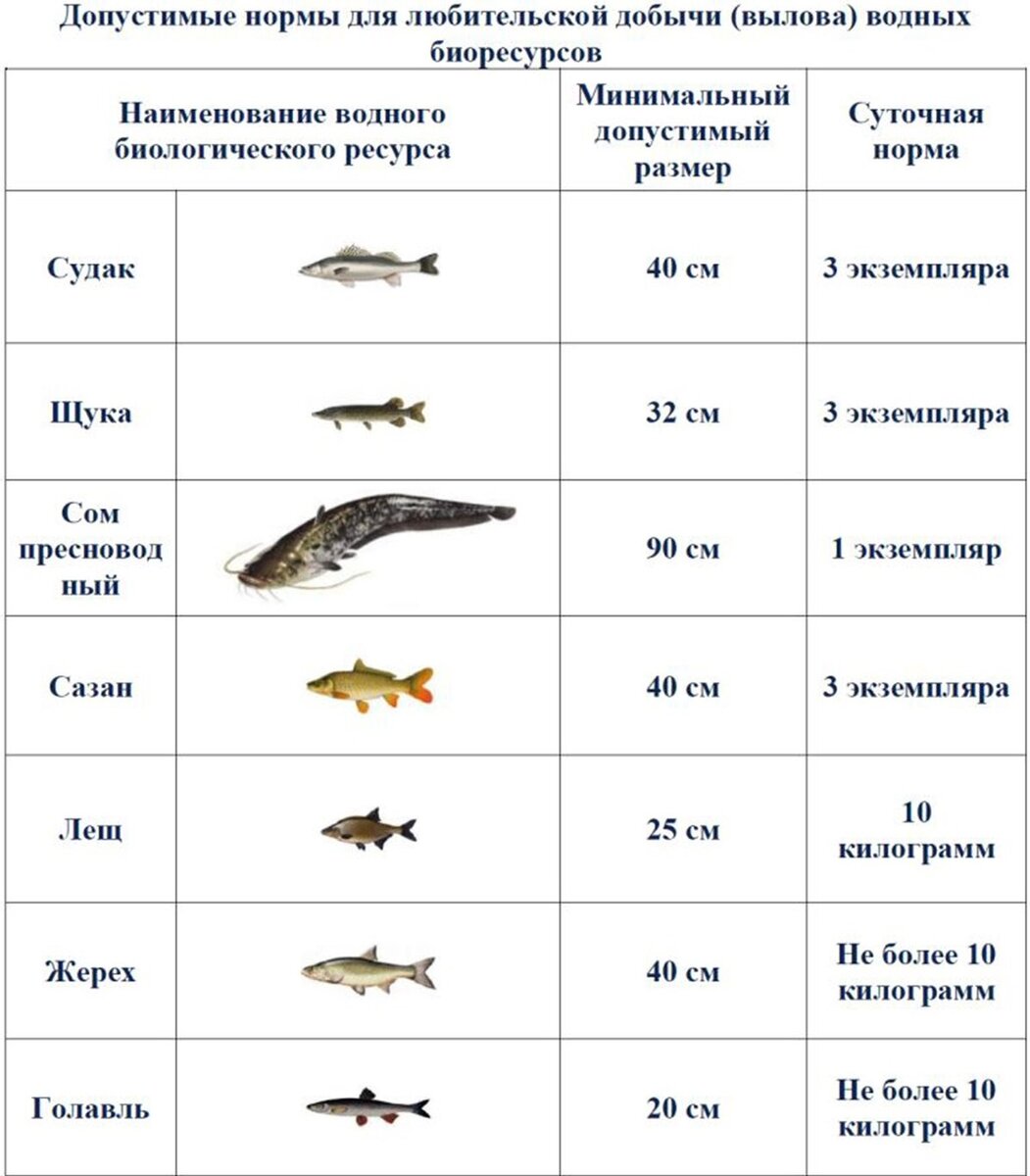 Речной окунь