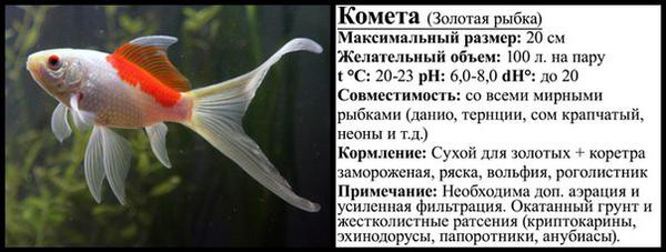 Правила содержания золотой рыбы кометы в аквариуме