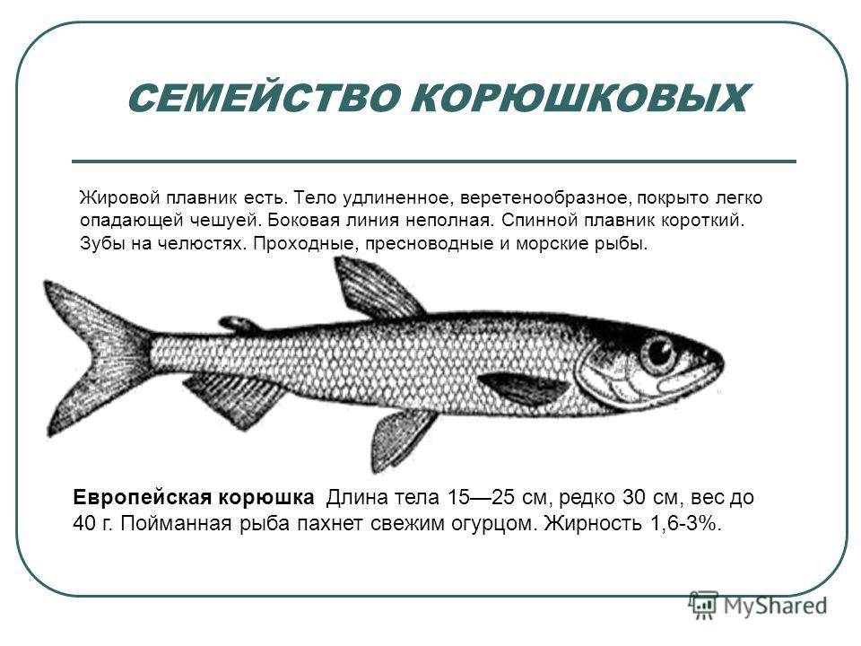 Рыба корюшка, характеристика вида, особенности питания, поведения