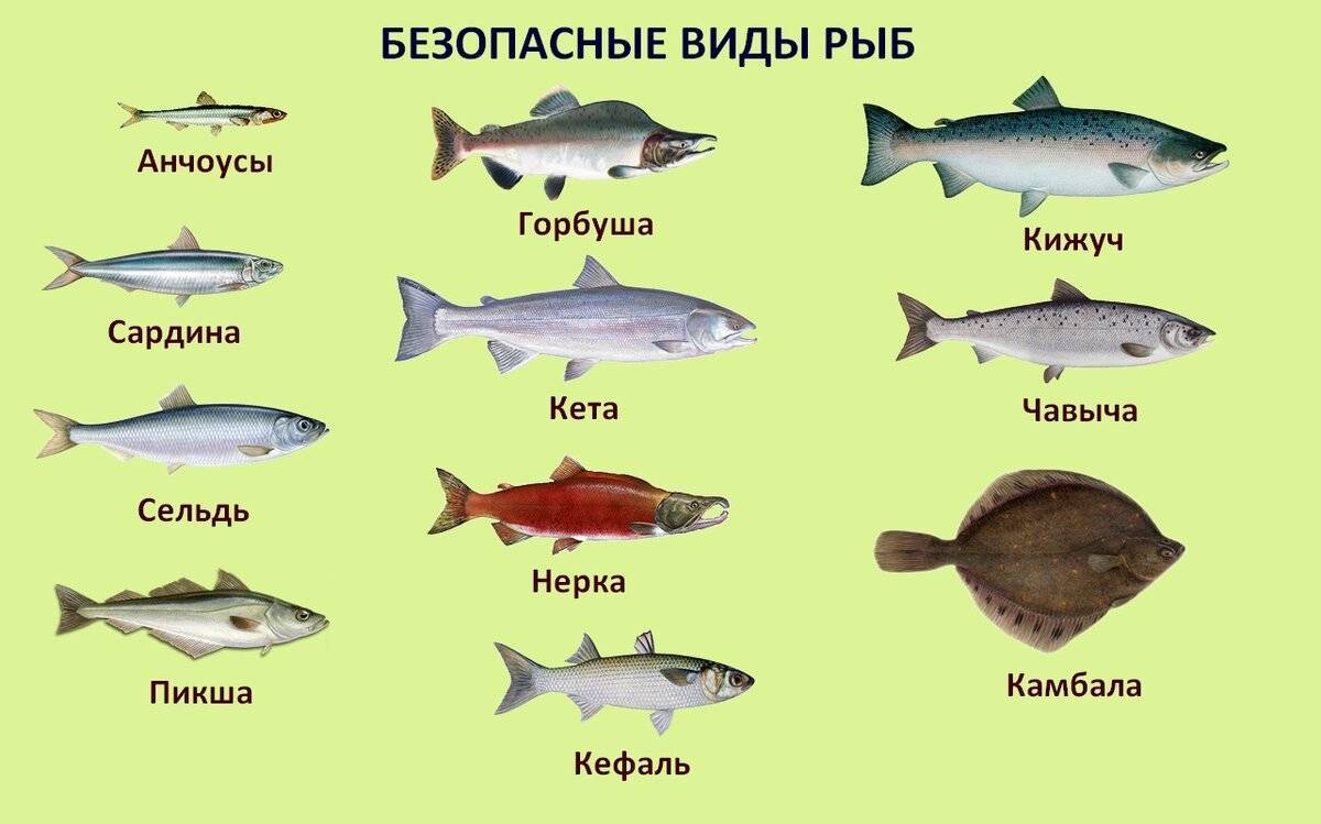 Какую рыбу можно есть на диете: список нежирных рыб, способы приготовления и советы диетологов