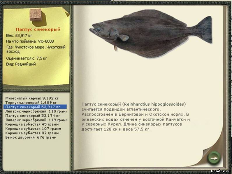 Рыба палтус – описание, места обитания и снасти для ловли
