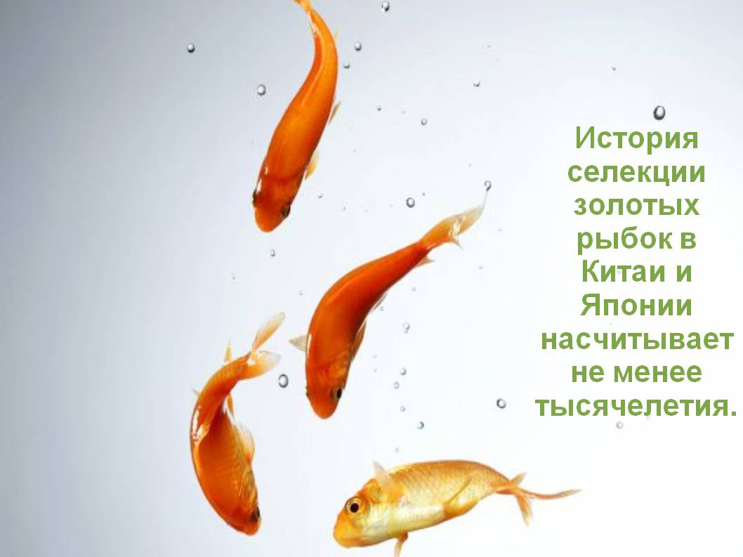 Как спасти толстянку? болезни денежного дерева и их лечение. — уход за цветами