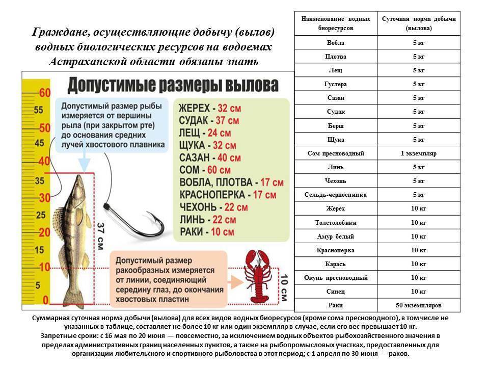 Закон о рыбалке в россии. штрафы, правила, запреты