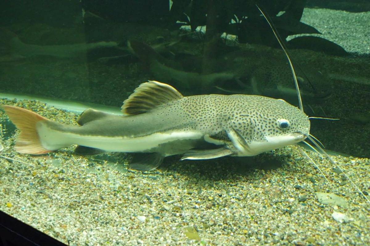 Рыба «Сомик американский» фото и описание