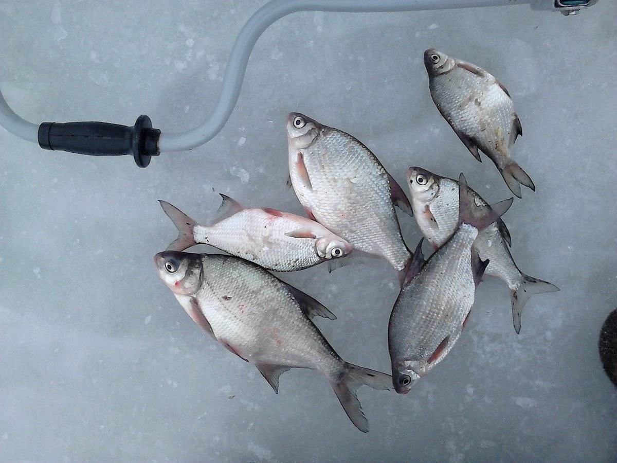 Зимняя рыбалка на жерлицы — особенности тактики и техники
