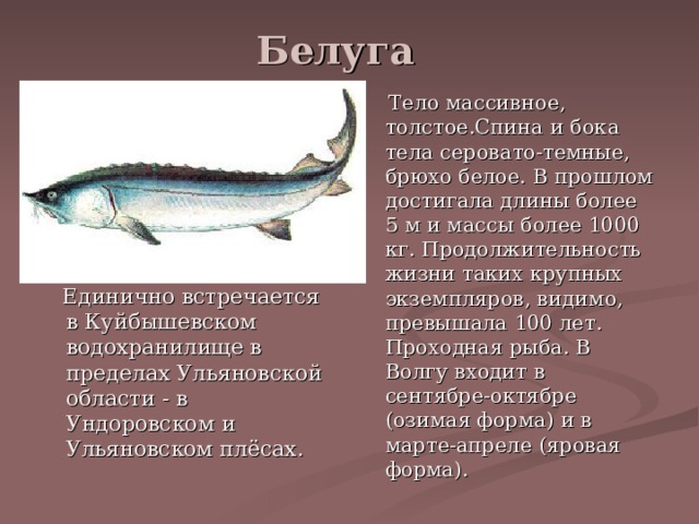 Рыба белуга (45 фото): описание внешнего вида, места обитания, особенности размн