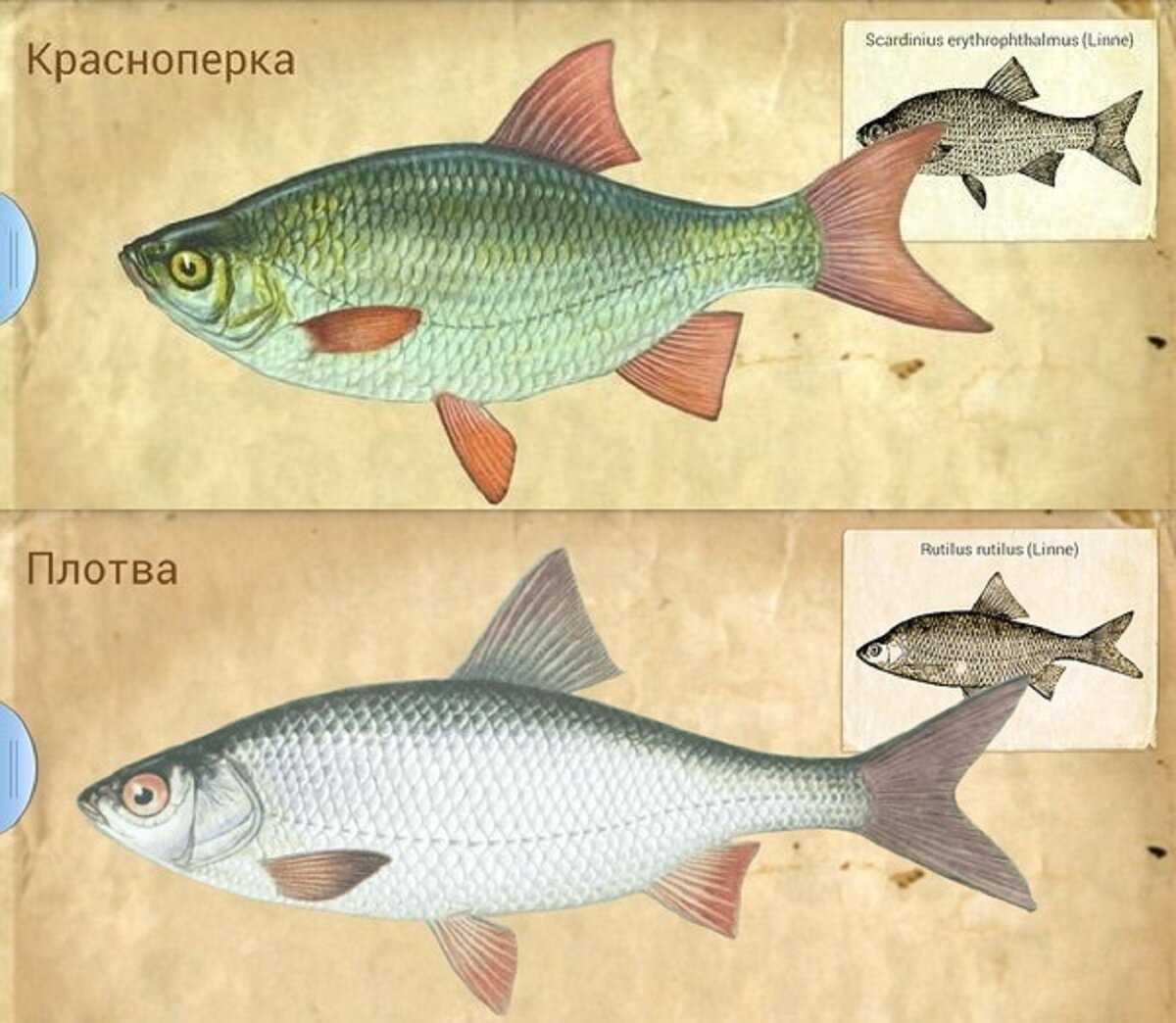 Плотва и красноперка: близкие родственницы - zaulov.by - ну, за рыбалку!