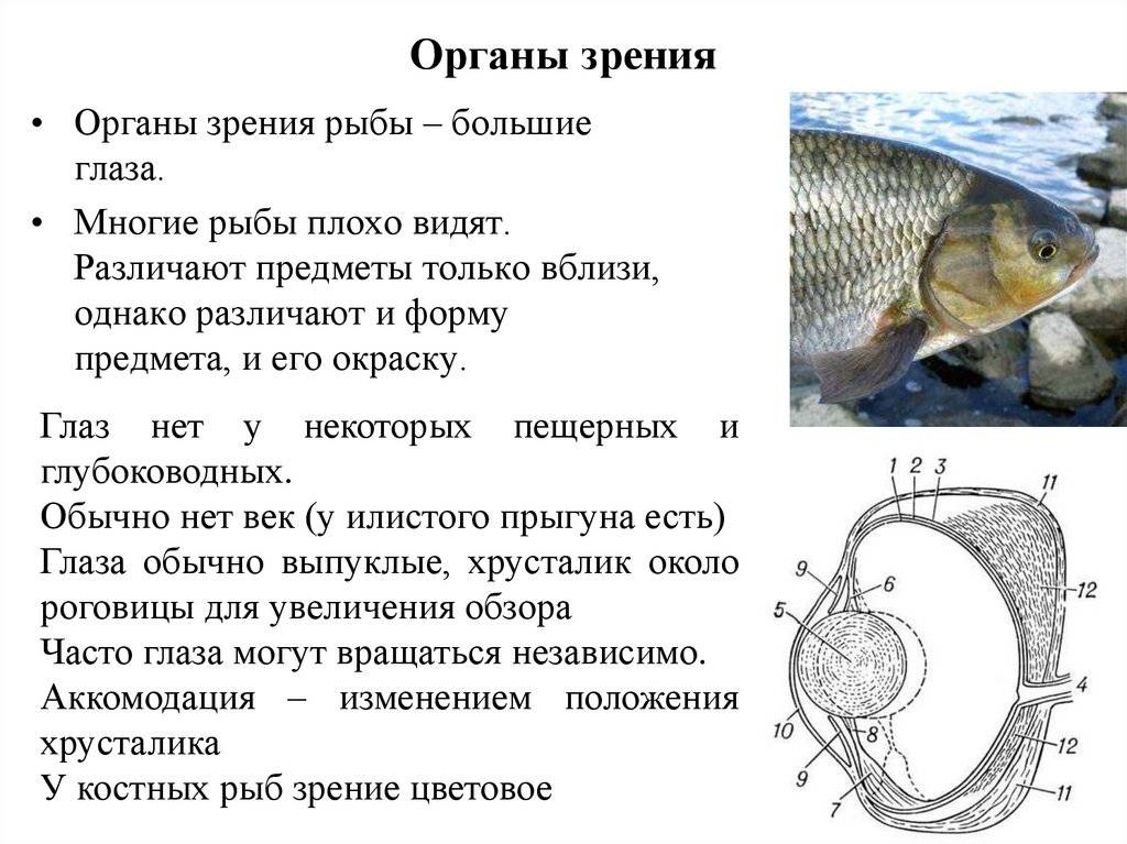 Благодатный дар знака зодиака рыбы: реальные и эзотерические силы