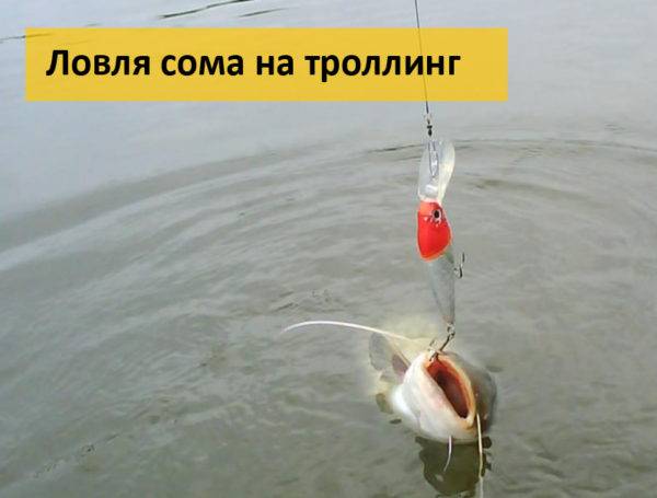 Лучшие модели воблеров для троллинга на судака, сома и щуку