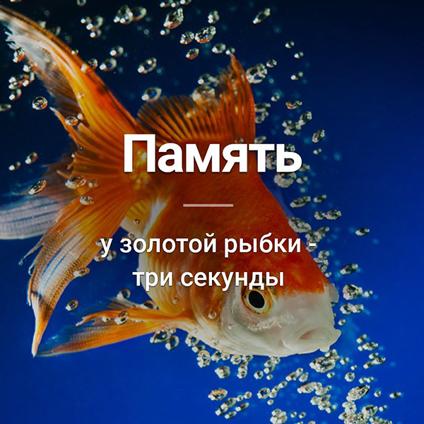 ✅ какая память у рыб, как долго рыба может помнит - fishyarm.ru