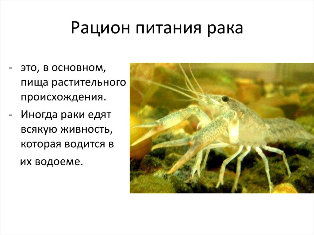 Что лучше едят раки и какой пищей их кормить в домашних условиях