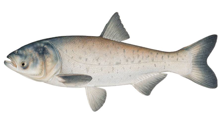 Рыба толстолобик: как выглядит, где водится, чем питается, как ловить и разводить — фото и описание