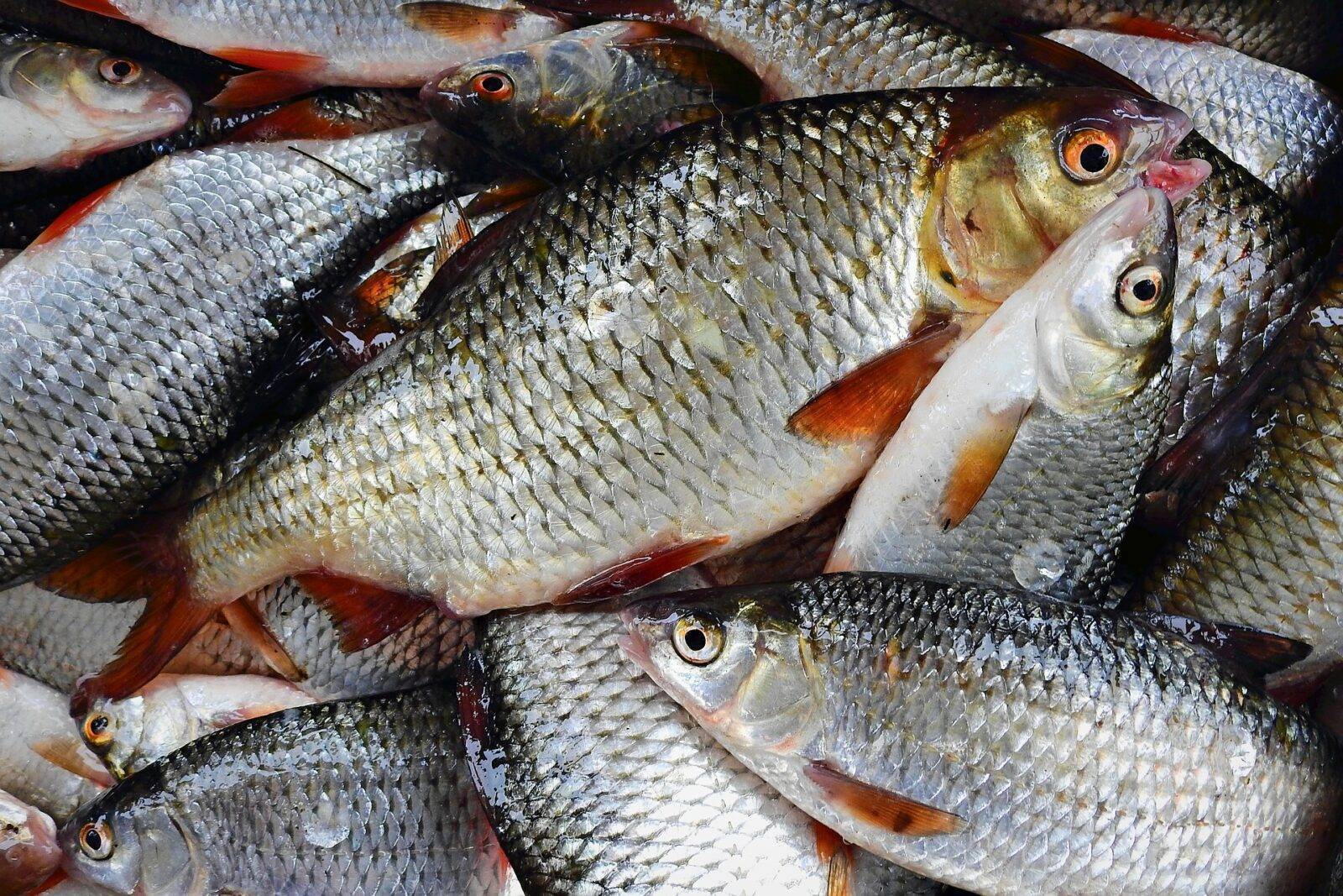 Рыба чебак (сибирская плотва): фото и описание