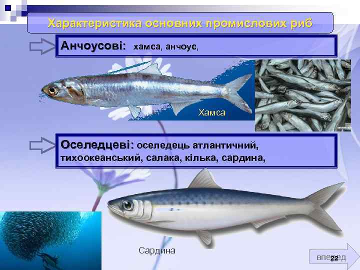 Салака???? польза и вред, 12 свойств рыбы для организма, противопоказания
