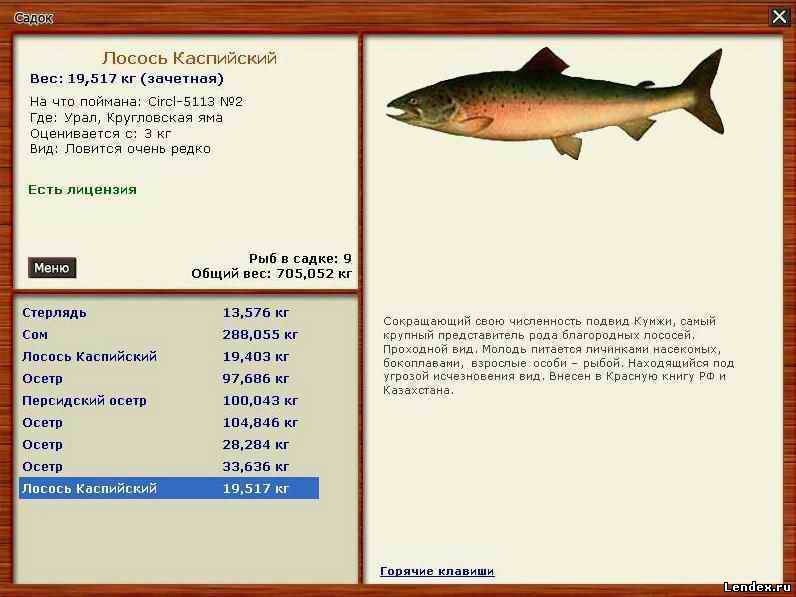 Рыба вида кумжа: характеристики и ловля