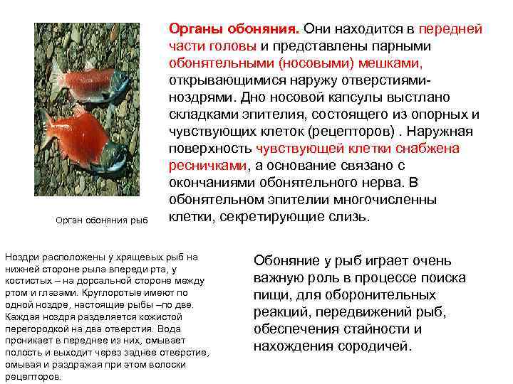 Обоняние в жизни рыб
