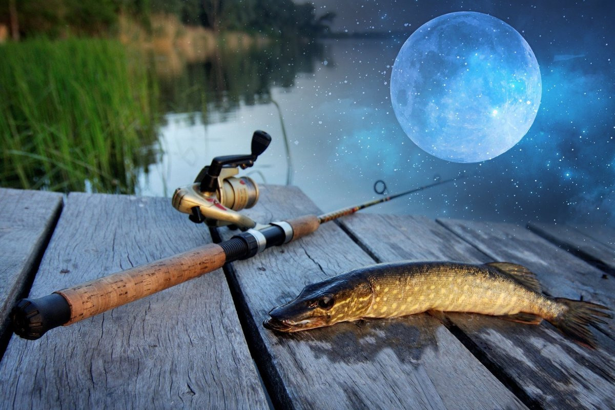 Ловить большую рыбу на удочку. Рыбалка. Рыбалка картинки. Лето рыбалка. Рыбаклев.