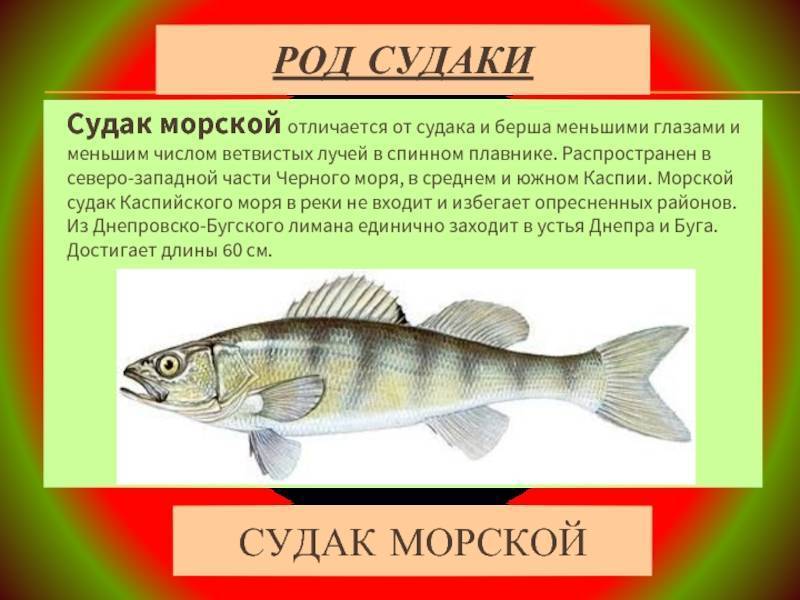 Рыба берш и её главные отличия от судака