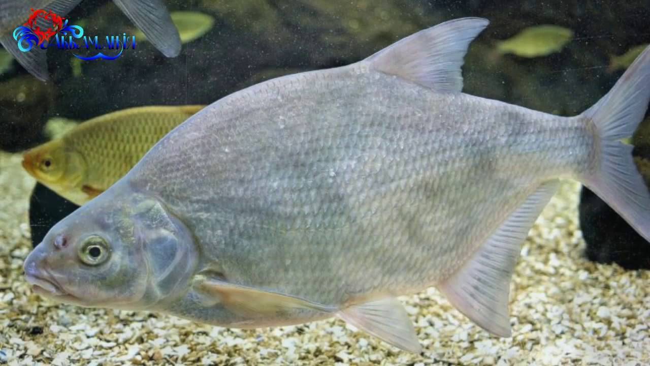 Рыба амура