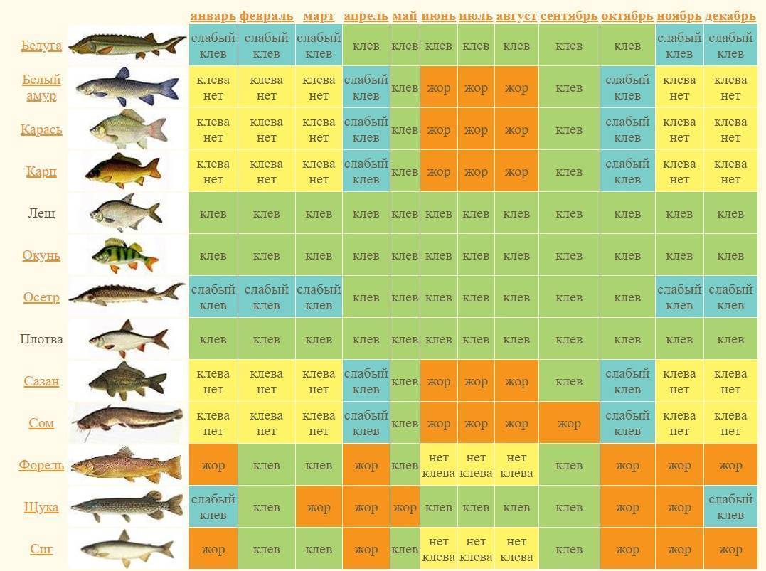 Лещ и густера: отличие и повадки, ценность рыбы. как поймать этих рыб и где они водятся