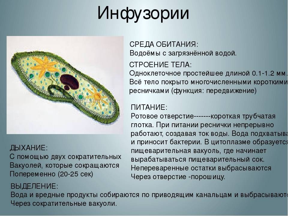 Организм инфузория туфелька какой органоид