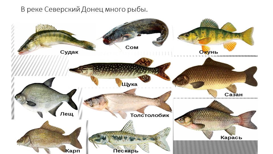 Река дон какая рыба. Северский Донец рыба. Рыбы обитающие в Северском Донце. Рыба в Северском Донце. Какая рыба водится в реке Северский Донец.