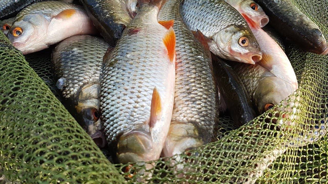 Советы для рыбалки – секреты и полезные советы рыбакам