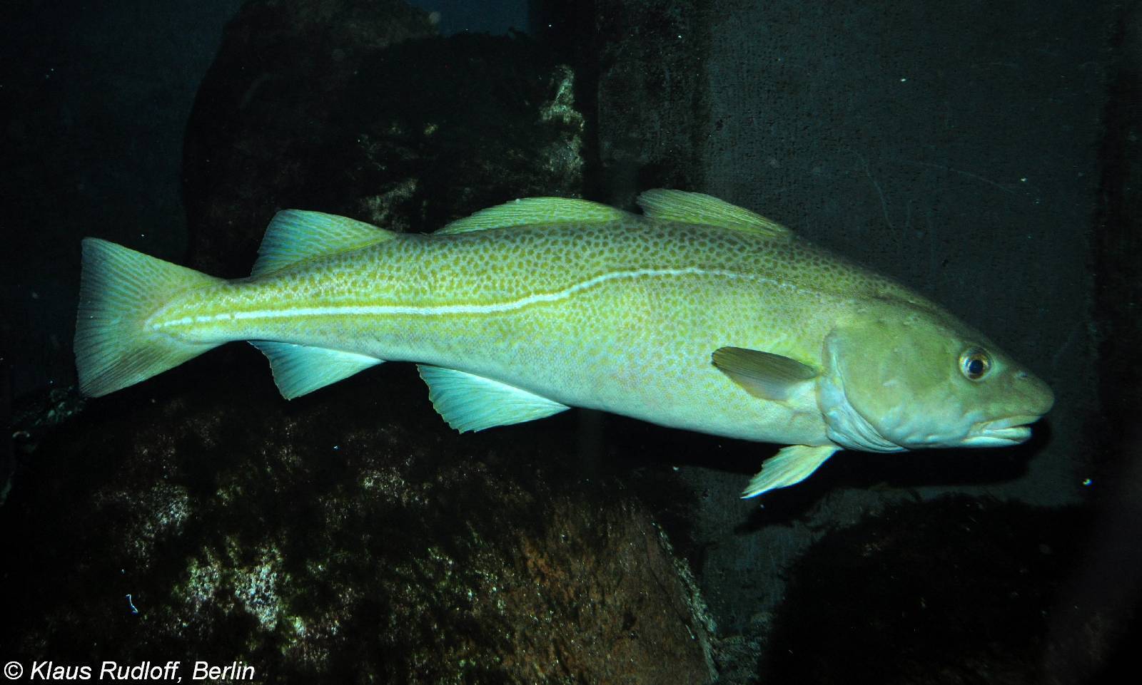 Трескообразные рыбы (gadiformes) фото, распространение среда обитания размеры образ жизни хозяйственное значение, реферат доклад для школы класса трескообразные рыбы