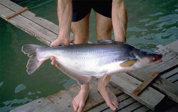 Как выглядит пангасиус, что это за рыба, где обитает, как приготовить, польза и вред