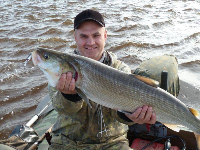 Муксун в озерах россии. рыбалка и способы ловли муксуна