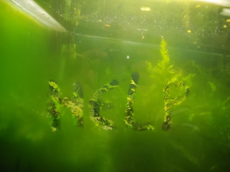Аквариум зеленеет что делать и почему. Аквариум водоросли нитчатка. Водоросль Ксенококус. Водоросли Ксенококус в аквариуме. Водоросль Эдогониум.