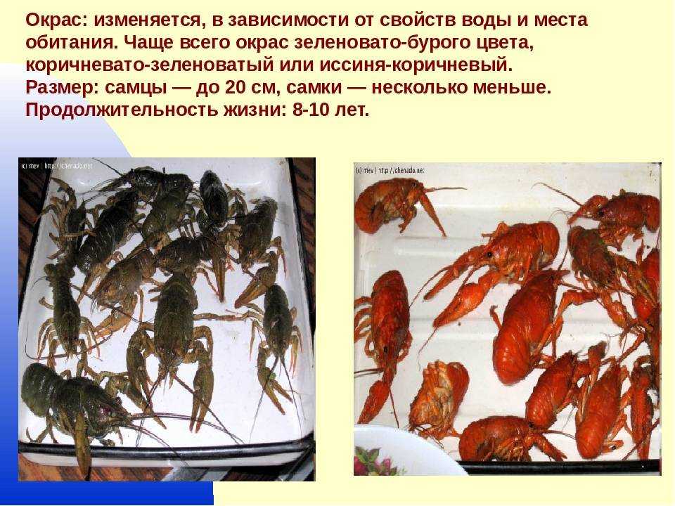 Чем питаются речные раки: особенности рациона в природе и в домашних условиях