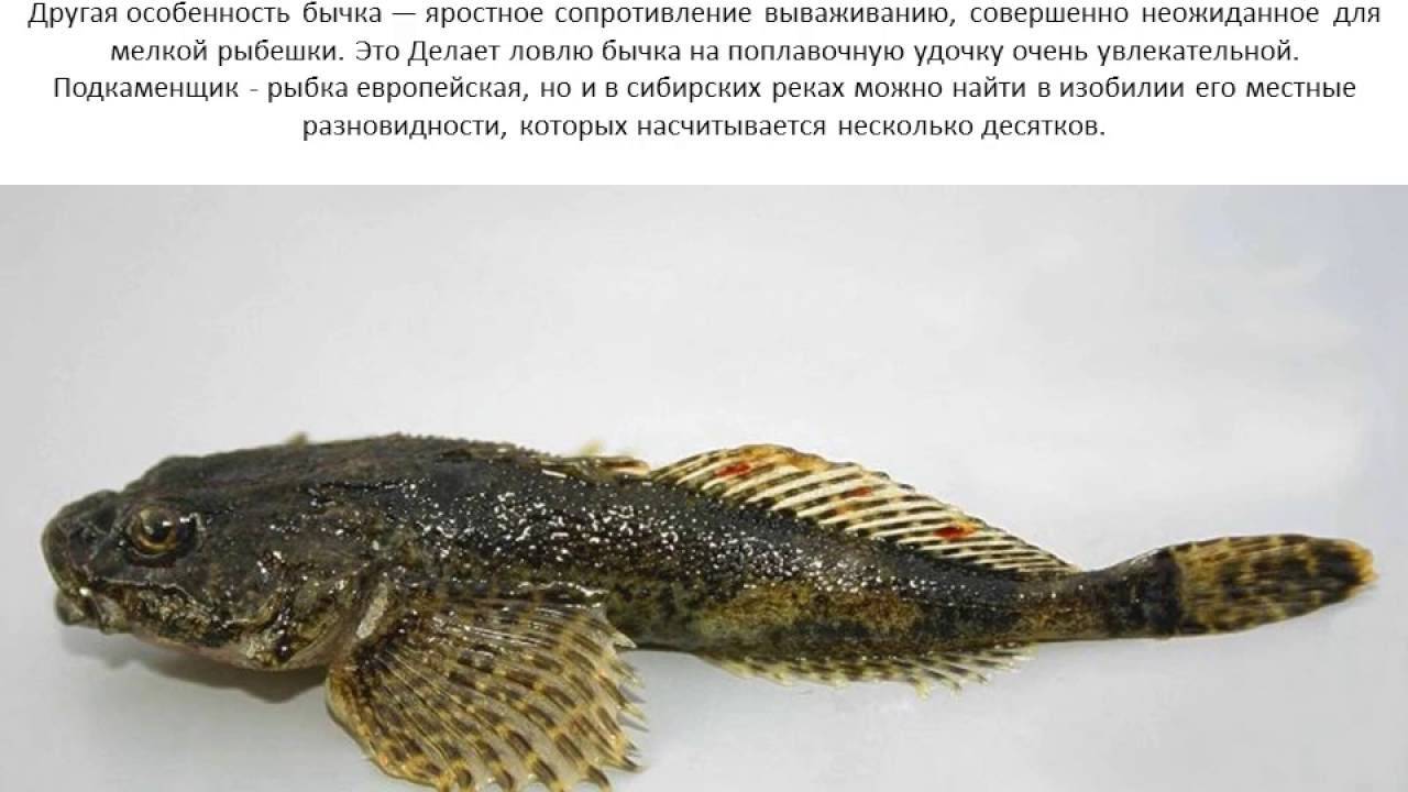Рыба подкаменщик обыкновенный: фото и описание :: syl.ru