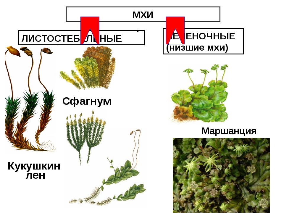 Мхи примеры растений 7 класс