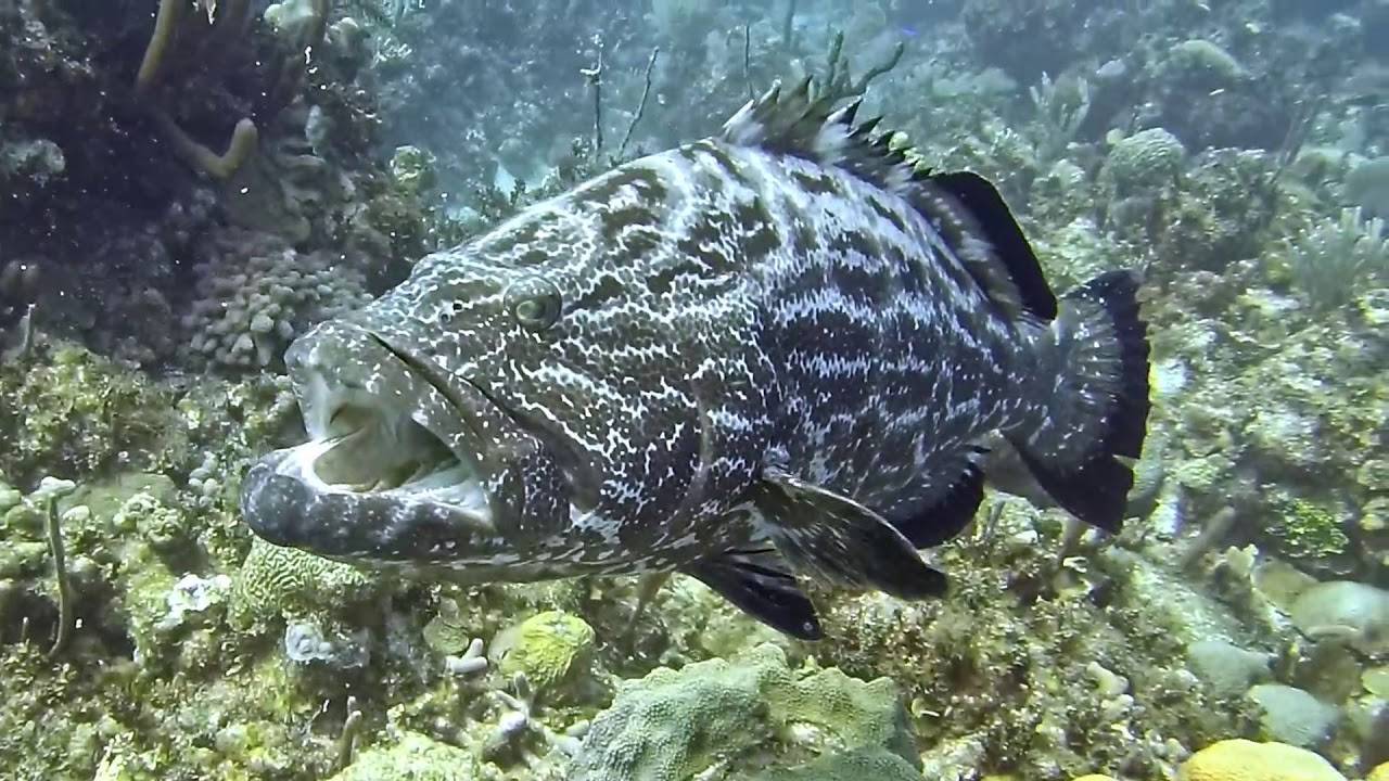 Групер рыба. описание, особенности и среда обитания рыбы групер | животный мир