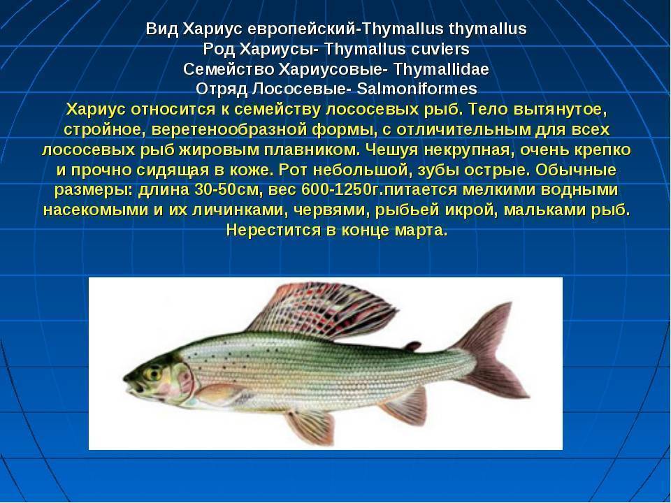 Хариус: описание рыбы, виды, места обитания, способы ловли, приманки, калорийность и гастрономическая ценность