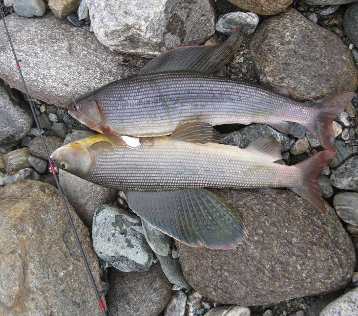 Хариус рыба. образ жизни и среда обитания рыбы хариус