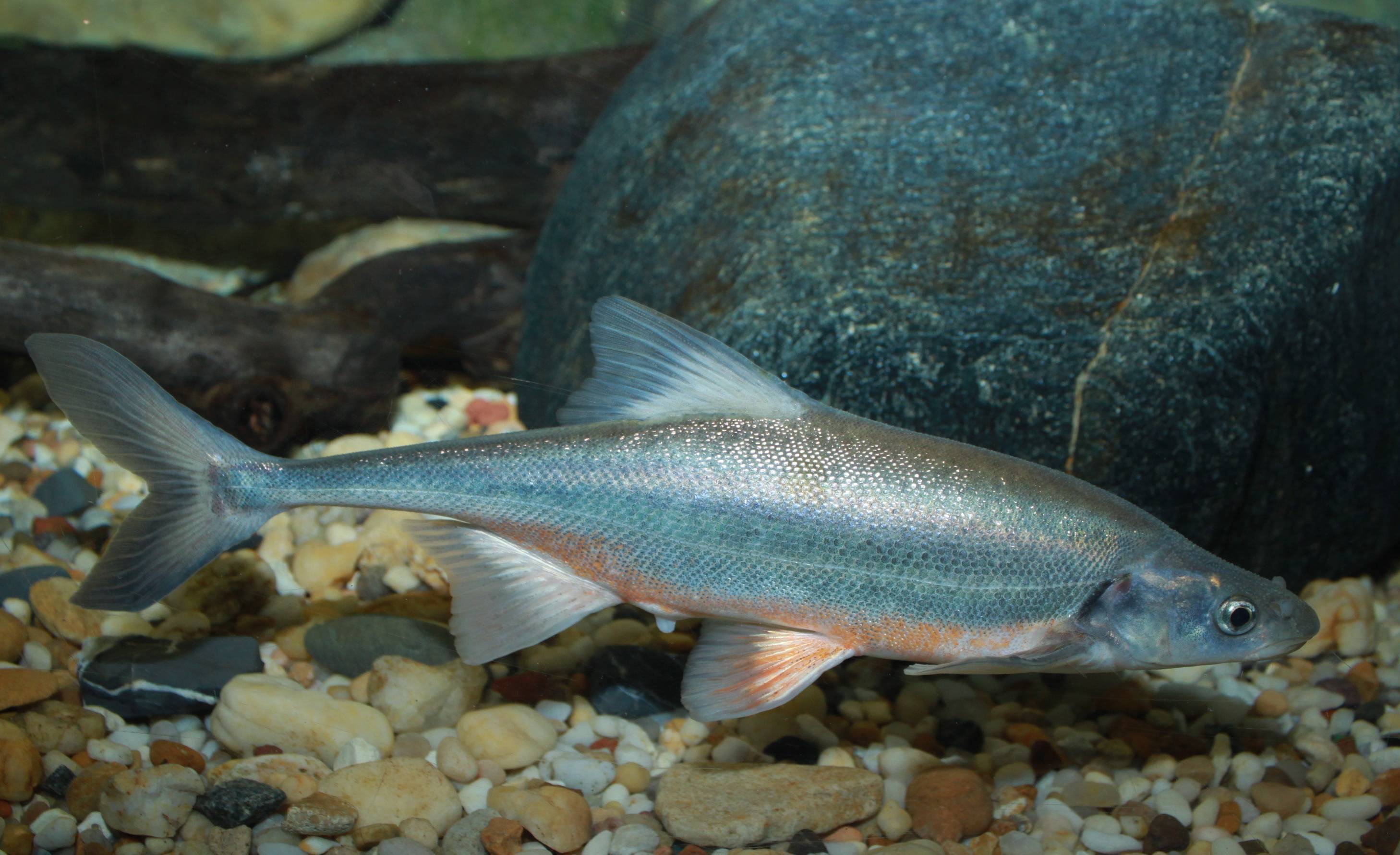 Рыба «Вармоус» фото и описание