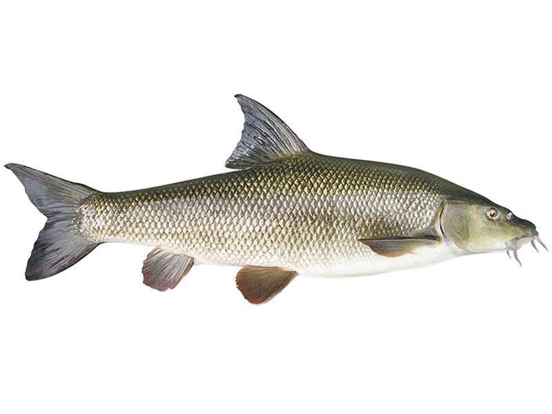 Рыба усач: характеристика внешнего вида, интересные факты, правильная прикормка и рыбалка в разных странах