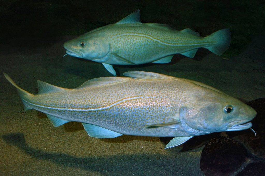 Рыба «Треска беломорская» фото и описание