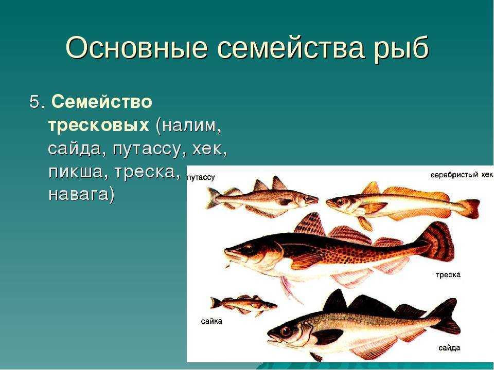 Рыбы тресковых пород: перечень названий, места обитания, список видов, фото