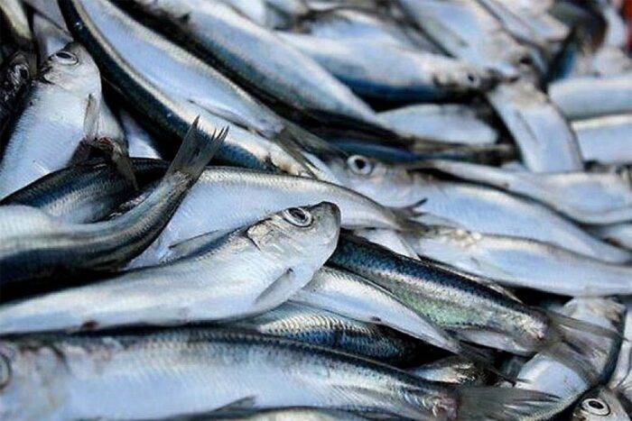 Рыба салака: описание, особенности поведения, основные способы ловли